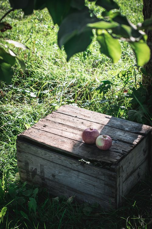 Auto cueillette de pommes dans un beau verger
